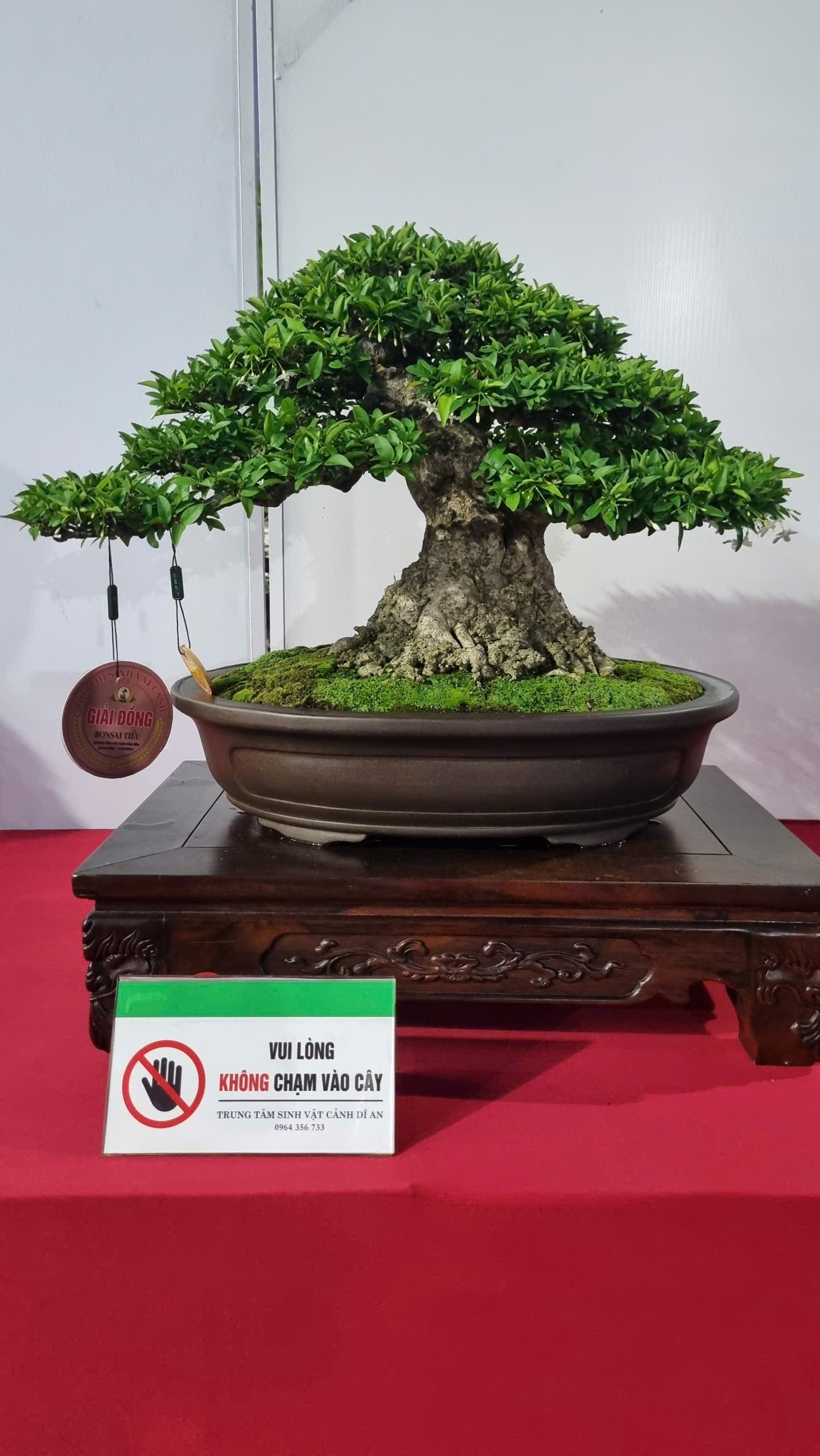 Hội thi bonsai - kiểng thế: Bức tranh nghệ thuật sống động tại Festival Cây xanh Di sản TP HCM lần III năm 2026