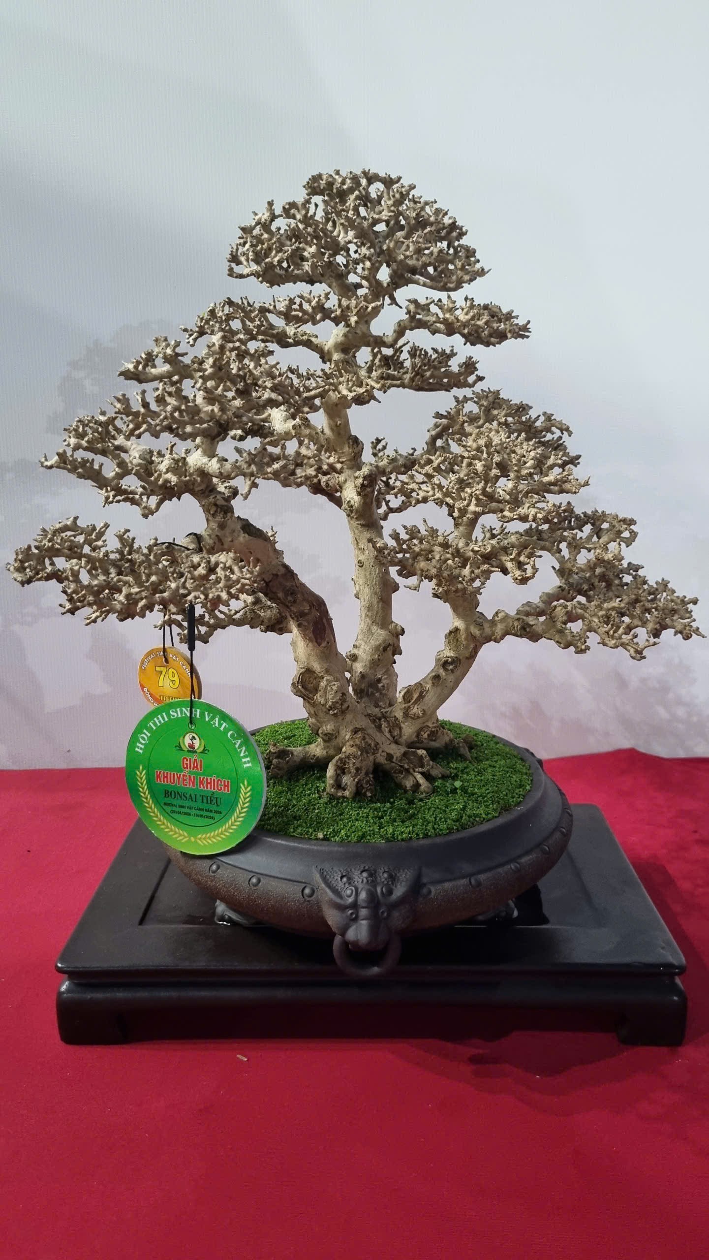 Hội thi bonsai - kiểng thế: Bức tranh nghệ thuật sống động tại Festival Cây xanh Di sản TP HCM lần III năm 2026