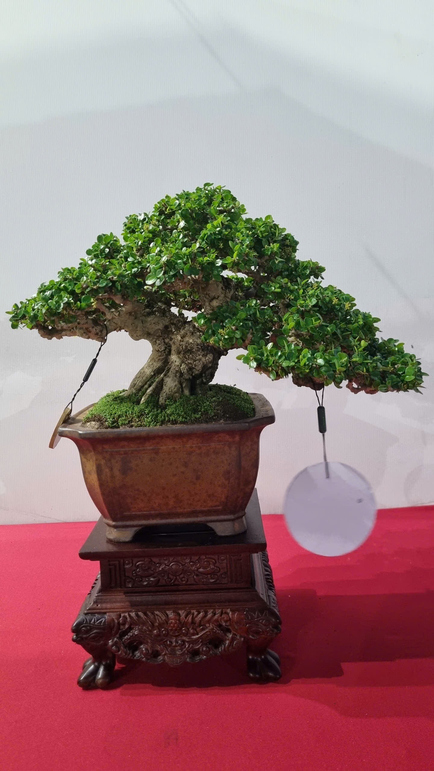Hội thi bonsai - kiểng thế: Bức tranh nghệ thuật sống động tại Festival Cây xanh Di sản TP HCM lần III năm 2026