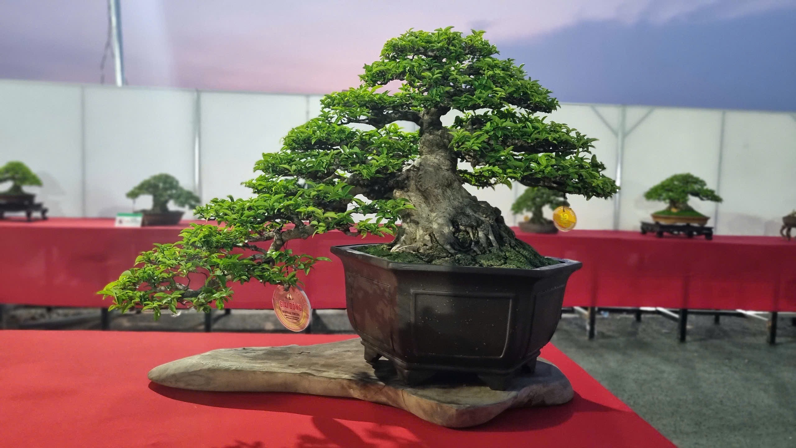 Hội thi bonsai - kiểng thế: Bức tranh nghệ thuật sống động tại Festival Cây xanh Di sản TP HCM lần III năm 2026