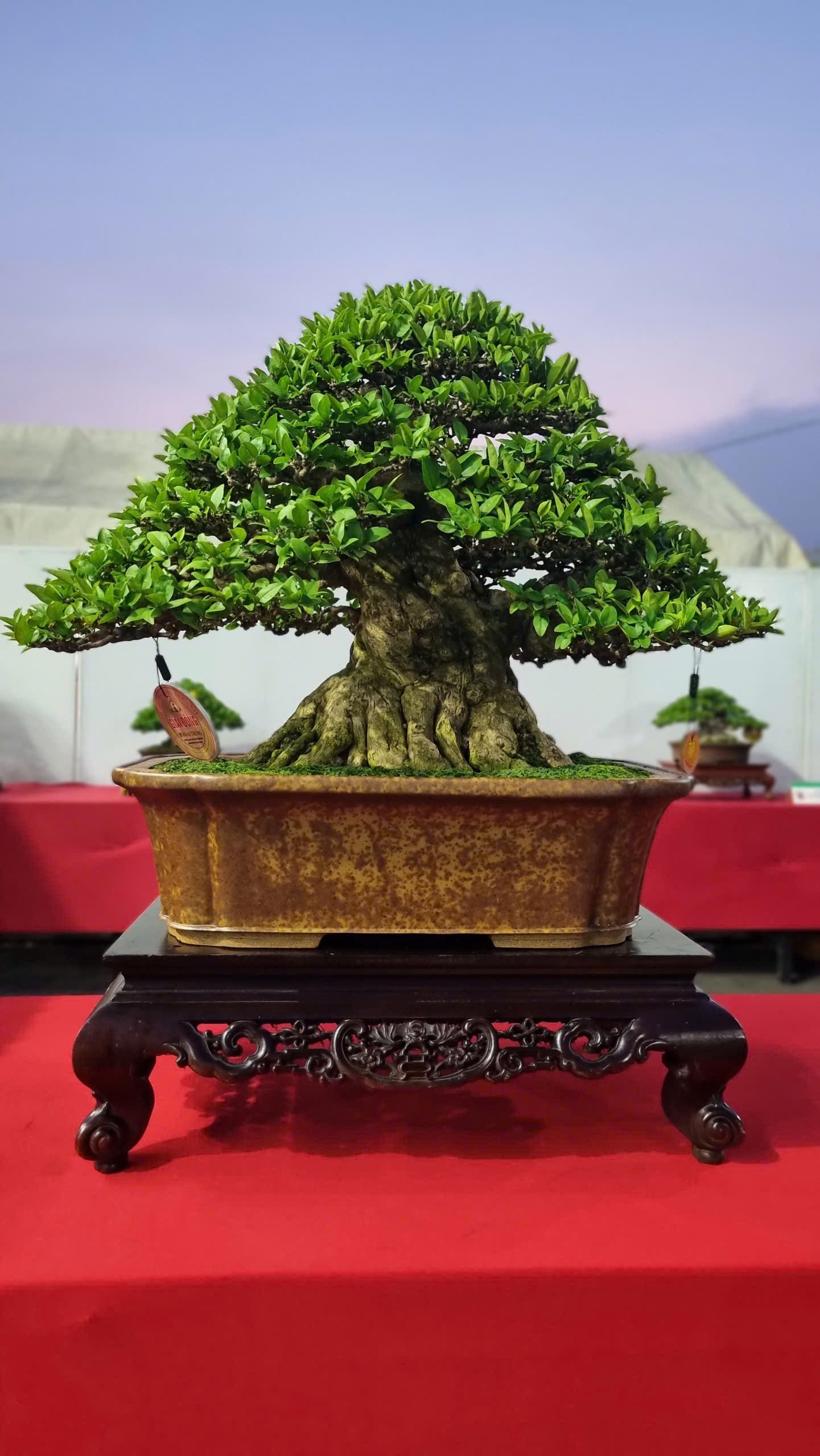 Hội thi bonsai - kiểng thế: Bức tranh nghệ thuật sống động tại Festival Cây xanh Di sản TP HCM lần III năm 2026