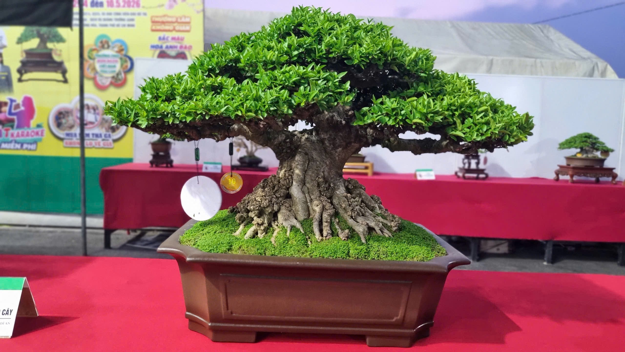 Hội thi bonsai - kiểng thế: Bức tranh nghệ thuật sống động tại Festival Cây xanh Di sản TP HCM lần III năm 2026