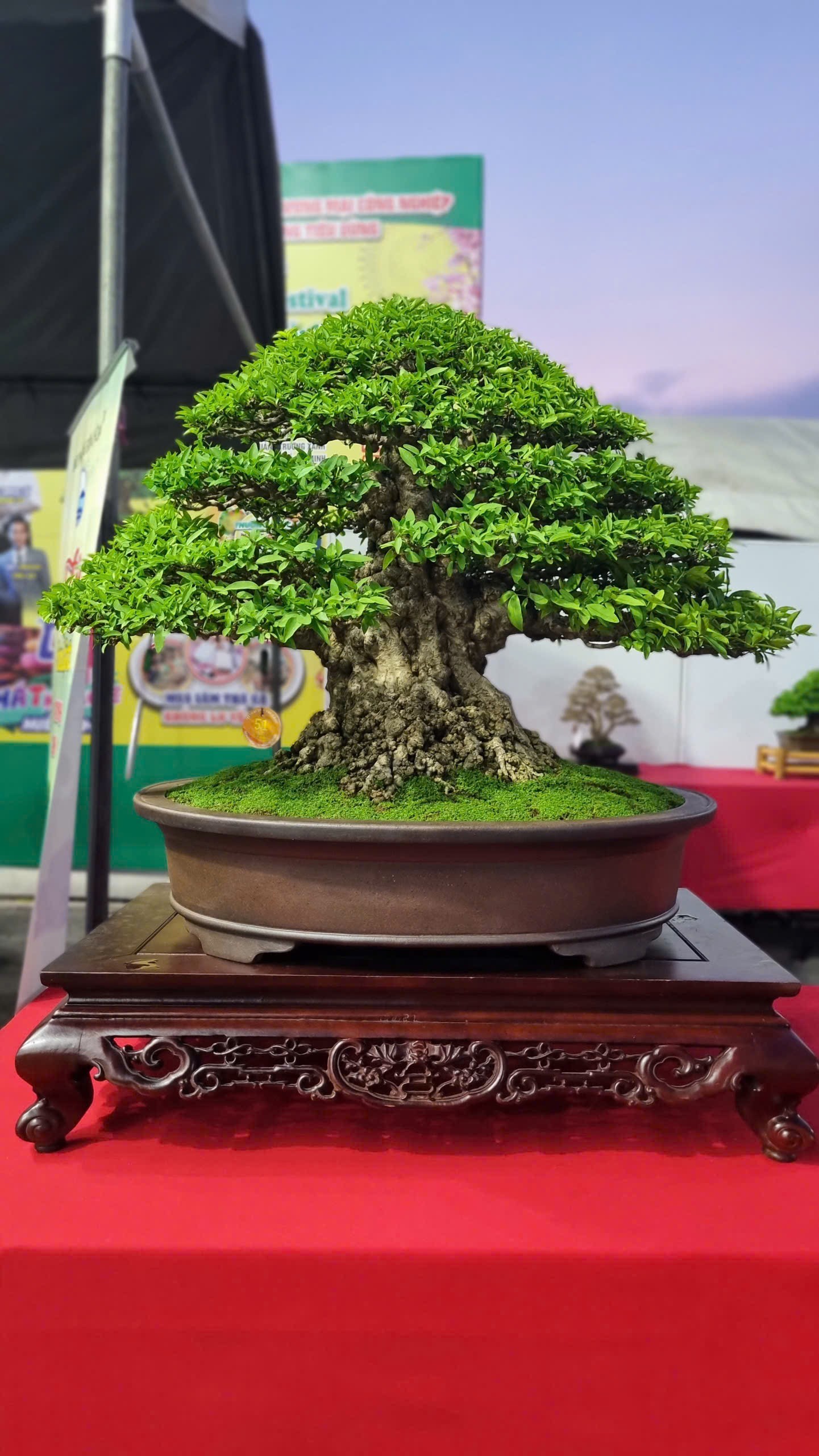 Hội thi bonsai - kiểng thế: Bức tranh nghệ thuật sống động tại Festival Cây xanh Di sản TP HCM lần III năm 2026