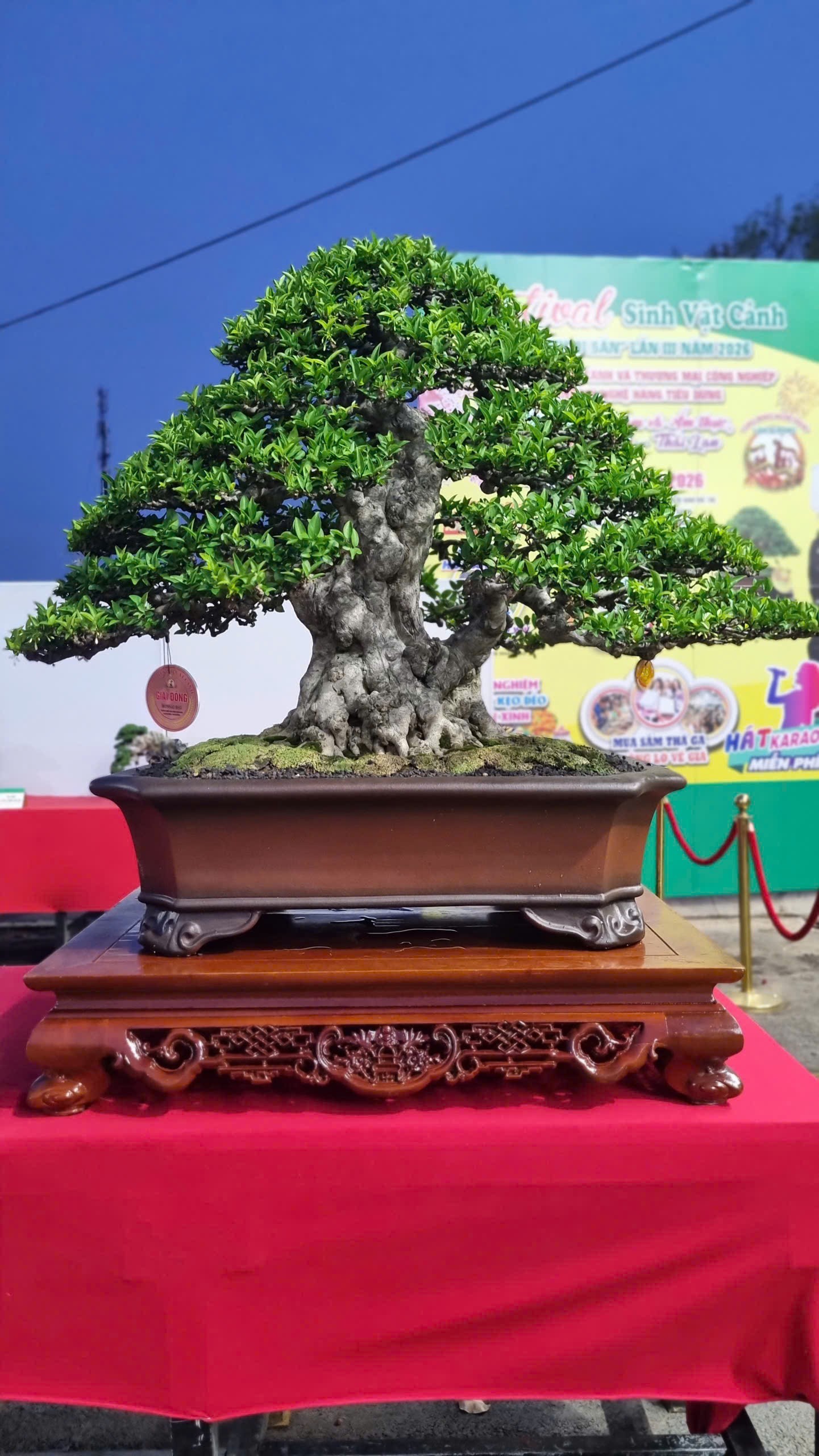 Hội thi bonsai - kiểng thế: Bức tranh nghệ thuật sống động tại Festival Cây xanh Di sản TP HCM lần III năm 2026