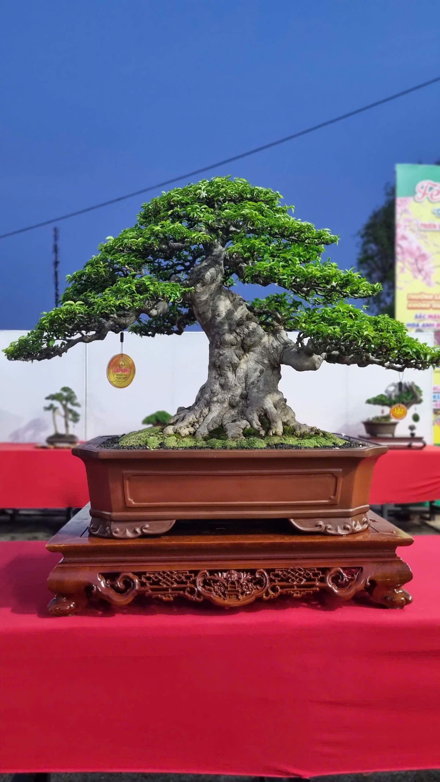 Hội thi bonsai - kiểng thế: Bức tranh nghệ thuật sống động tại Festival Cây xanh Di sản TP HCM lần III năm 2026