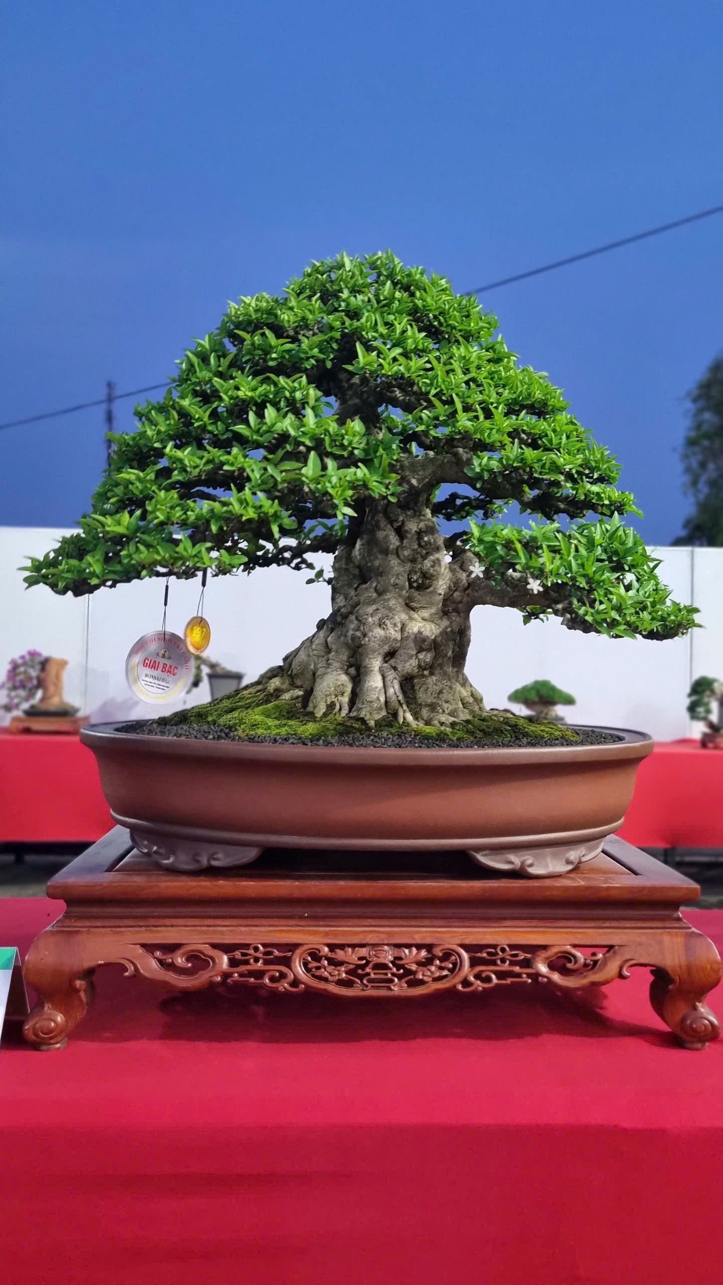 Hội thi bonsai - kiểng thế: Bức tranh nghệ thuật sống động tại Festival Cây xanh Di sản TP HCM lần III năm 2026