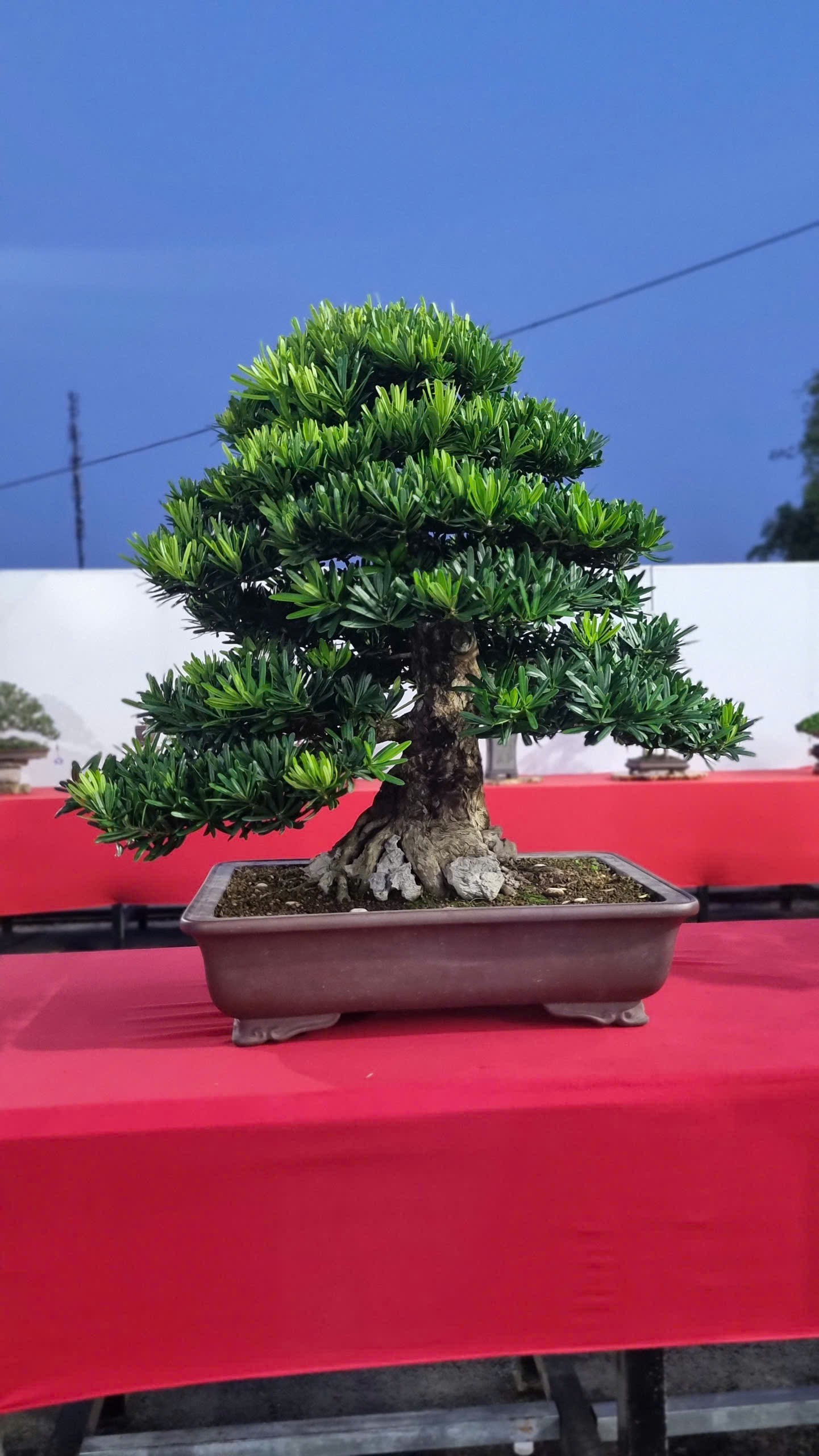 Hội thi bonsai - kiểng thế: Bức tranh nghệ thuật sống động tại Festival Cây xanh Di sản TP HCM lần III năm 2026