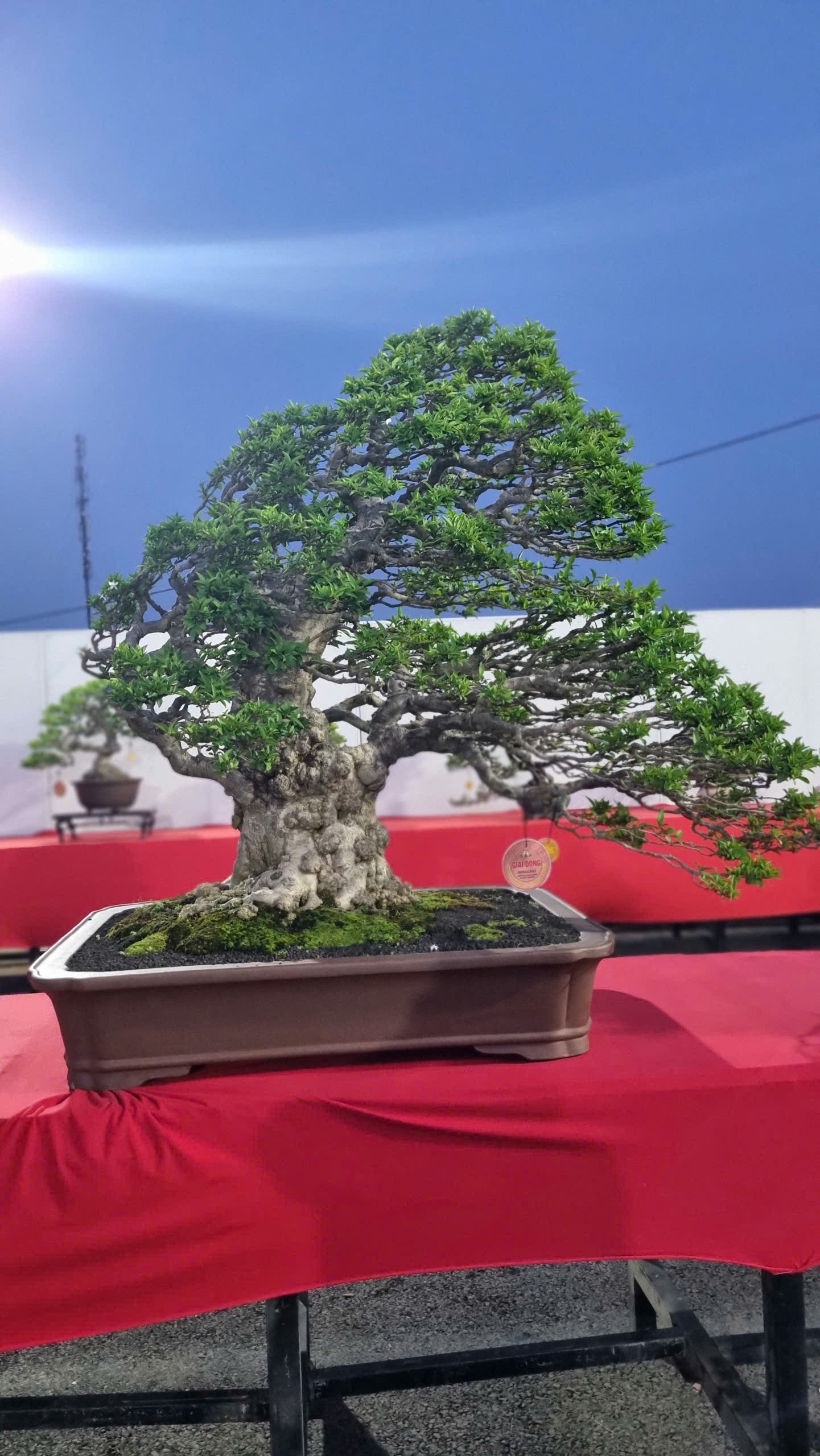 Hội thi bonsai - kiểng thế: Bức tranh nghệ thuật sống động tại Festival Cây xanh Di sản TP HCM lần III năm 2026