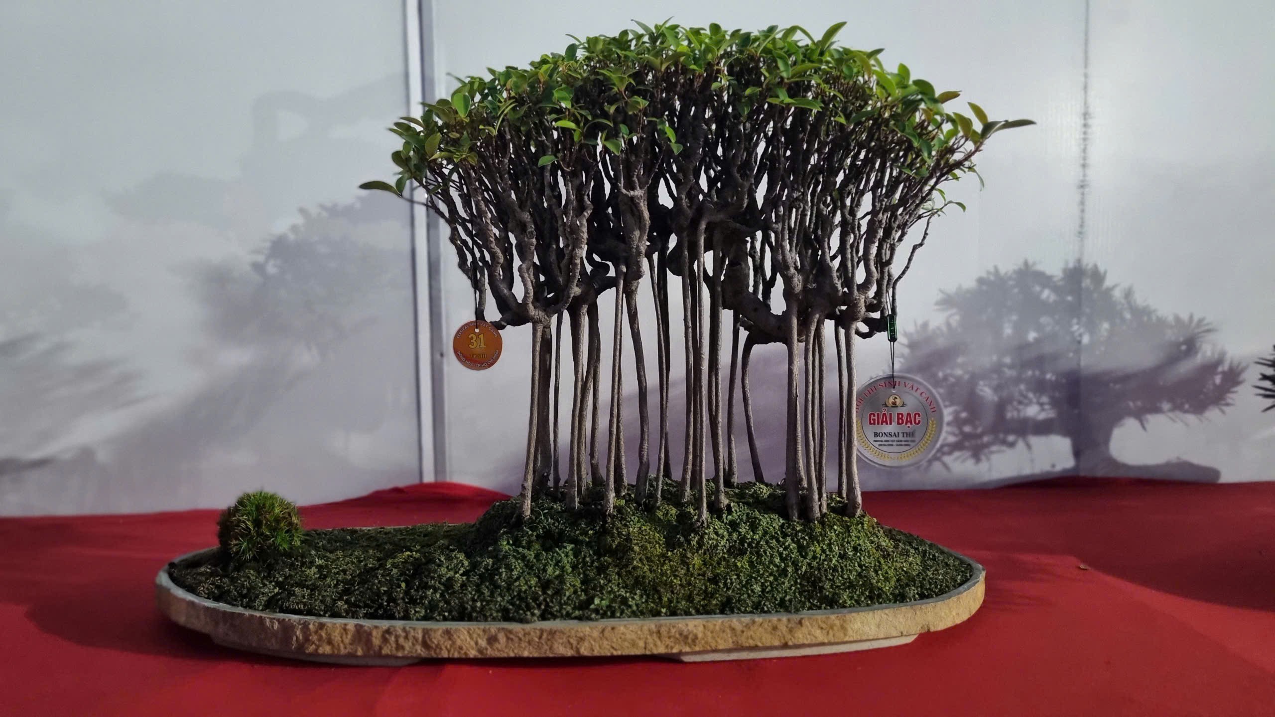 Hội thi bonsai - kiểng thế: Bức tranh nghệ thuật sống động tại Festival Cây xanh Di sản TP HCM lần III năm 2026