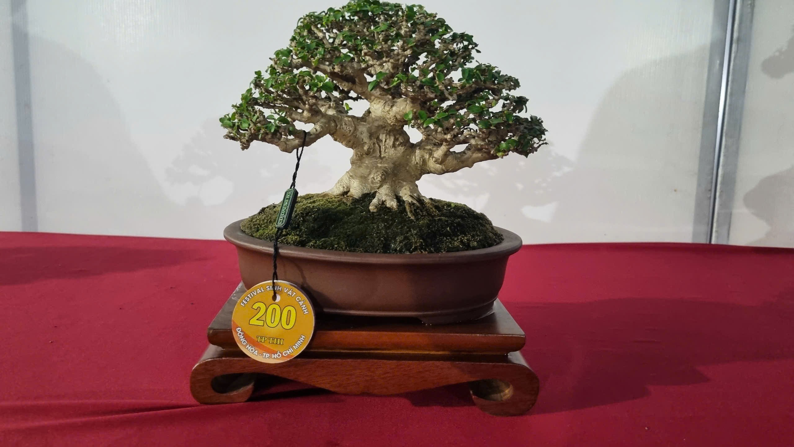 Hội thi bonsai - kiểng thế: Bức tranh nghệ thuật sống động tại Festival Cây xanh Di sản TP HCM lần III năm 2026