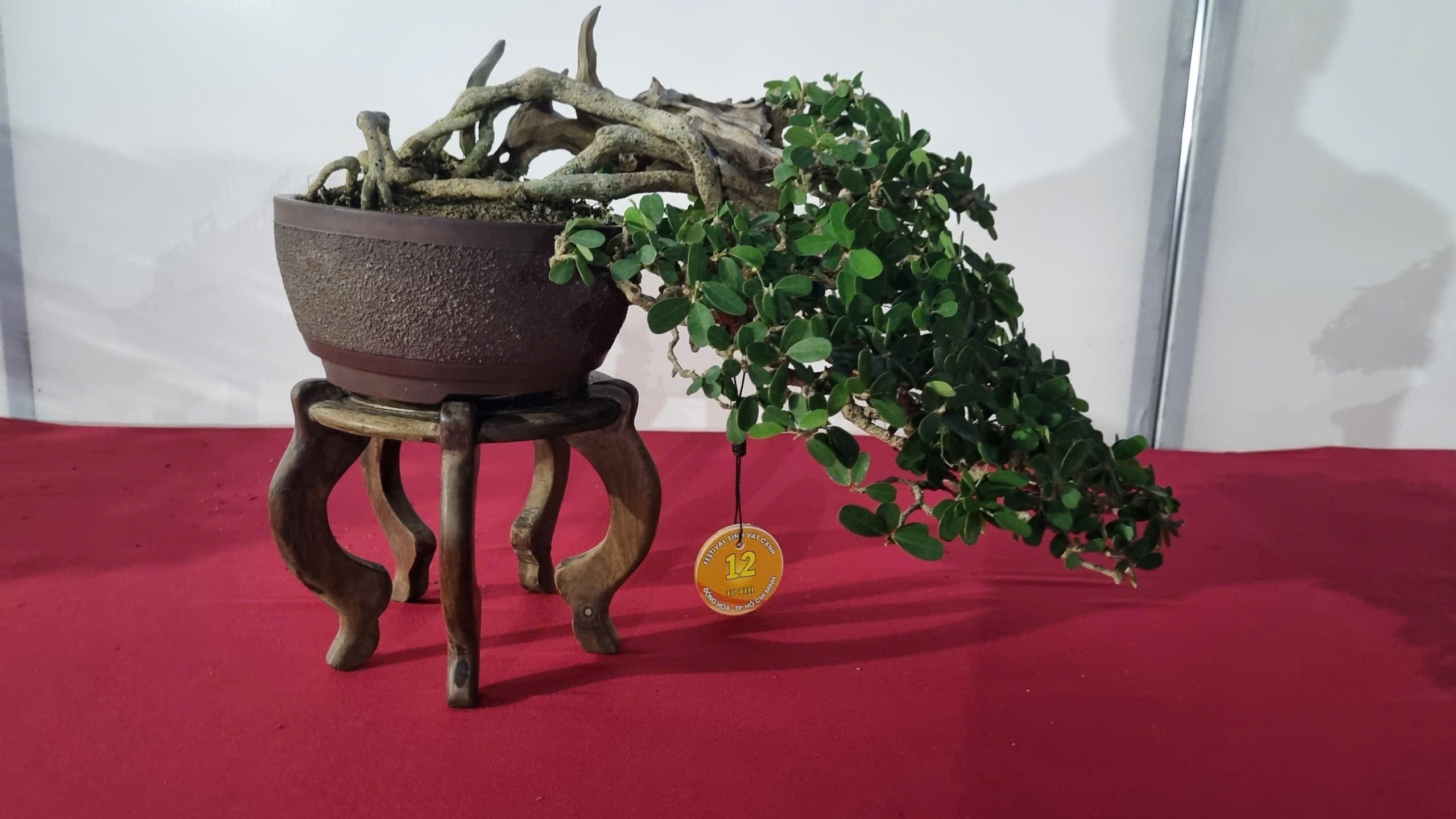 Hội thi bonsai - kiểng thế: Bức tranh nghệ thuật sống động tại Festival Cây xanh Di sản TP HCM lần III năm 2026