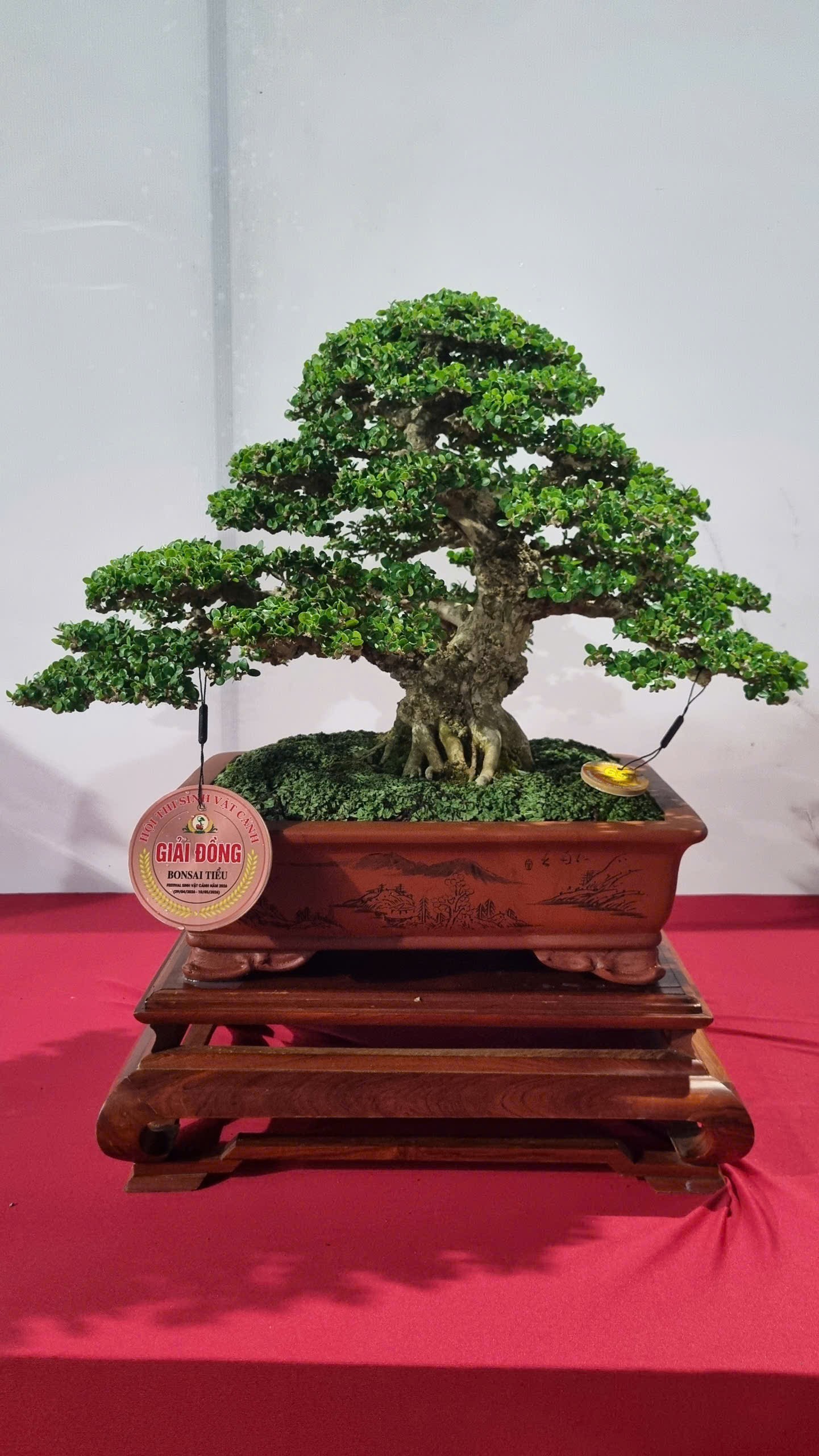Hội thi bonsai - kiểng thế: Bức tranh nghệ thuật sống động tại Festival Cây xanh Di sản TP HCM lần III năm 2026