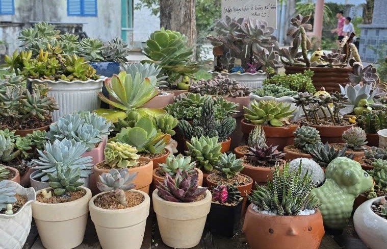 Gieo sắc xanh nơi miền nắng gió: Nữ cán bộ Đoàn biến khu vườn nhỏ thành không gian sống đầy cảm hứng