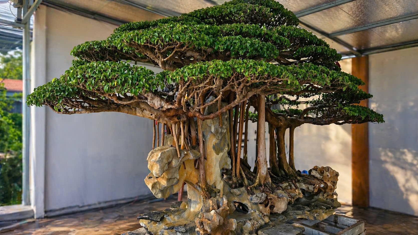 Bonsai và dòng chảy tài lộc: Ba loại cây định hình khí vận không gian sống Bonsai và dòng chảy tài lộc: Ba loại cây định hình khí vận không gian sống