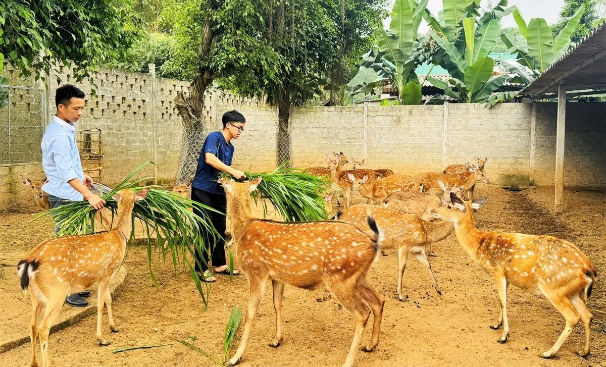 “Thủ phủ” hươu sao Hà Tĩnh đẩy mạnh chế biến sâu, nâng tầm đặc sản địa phương “Thủ phủ” hươu sao Hà Tĩnh đẩy mạnh chế biến sâu, nâng tầm đặc sản địa phương