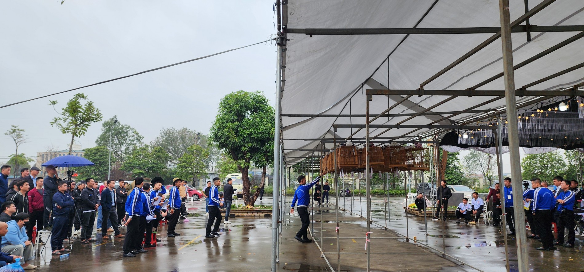 Hội thi chim đấu hót - phong trào và những rủi ro pháp lý tiềm ẩn