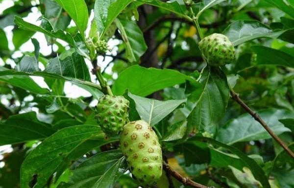Từ món rau quê đến vị thuốc dân gian: Lá nhàu có công dụng ra sao?