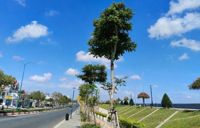 Cẩm lai rừng – Từ loài gỗ quý hiếm đến cây công trình xanh cho đô thị