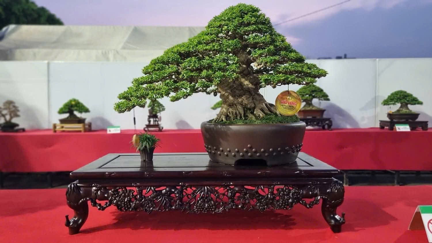Một chậu, một đời - Nho, Phật, Đạo trong nghệ thuật bonsai