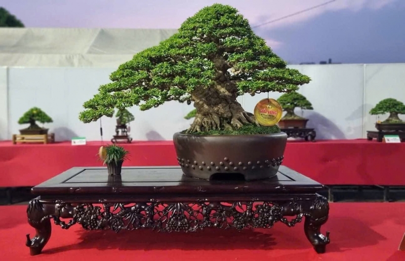 Một chậu, một đời - Nho, Phật, Đạo trong nghệ thuật bonsai