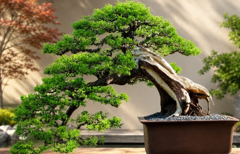 Đạo bonsai: Thấy tâm thiền trong chốn tĩnh lặng vô thanh