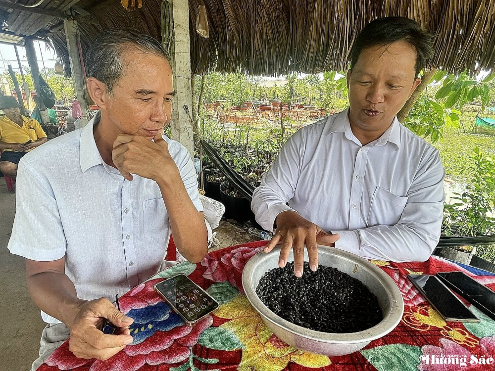 Nghệ nhân Trần Hữu Thiết hướng dẫn cách ươm hạt giống Siêu bông thiết mai Nghệ nhân Trần Hữu Thiết hướng dẫn cách ươm hạt giống Siêu bông thiết mai
