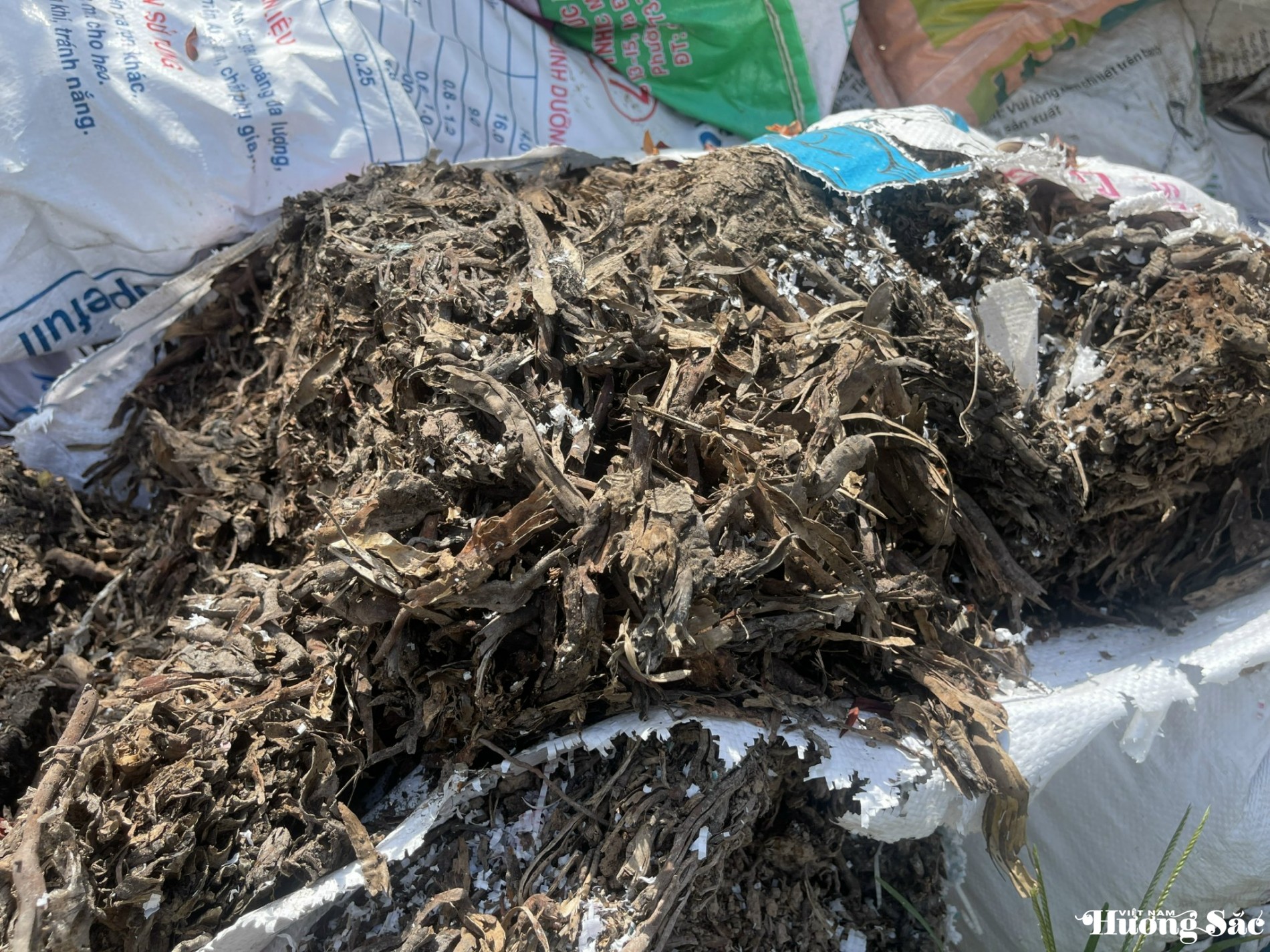 anh Thiết nói: “Rễ cây dừa chết đã khô, mục, mua về để thêm vài năm cho tự mục nát. Phần rễ bị mục sẽ trộn với vi sinh, đất và một số hỗ hợp kahsc sẽ tại thành giá thể thích hợp cho cây mai” anh Thiết nói: “Rễ cây dừa chết đã khô, mục, mua về để thêm vài năm cho tự mục nát. Phần rễ bị mục sẽ trộn với vi sinh, đất và một số hỗ hợp kahsc sẽ tại thành giá thể thích hợp cho cây mai”
