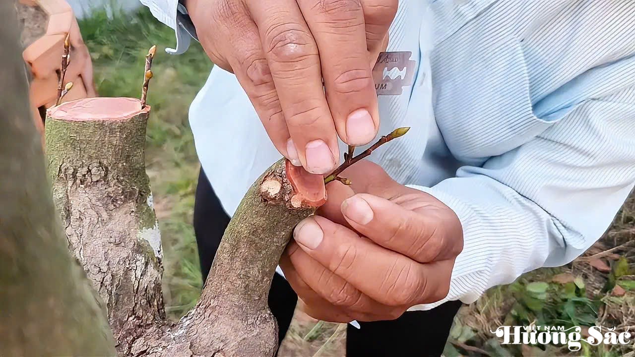 Anh Trần Hữu Thiết hướng dẫn cách ghép chồi giống Siêu bông thiết mai lên mai tứ quý Anh Trần Hữu Thiết hướng dẫn cách ghép chồi giống Siêu bông thiết mai lên mai tứ quý