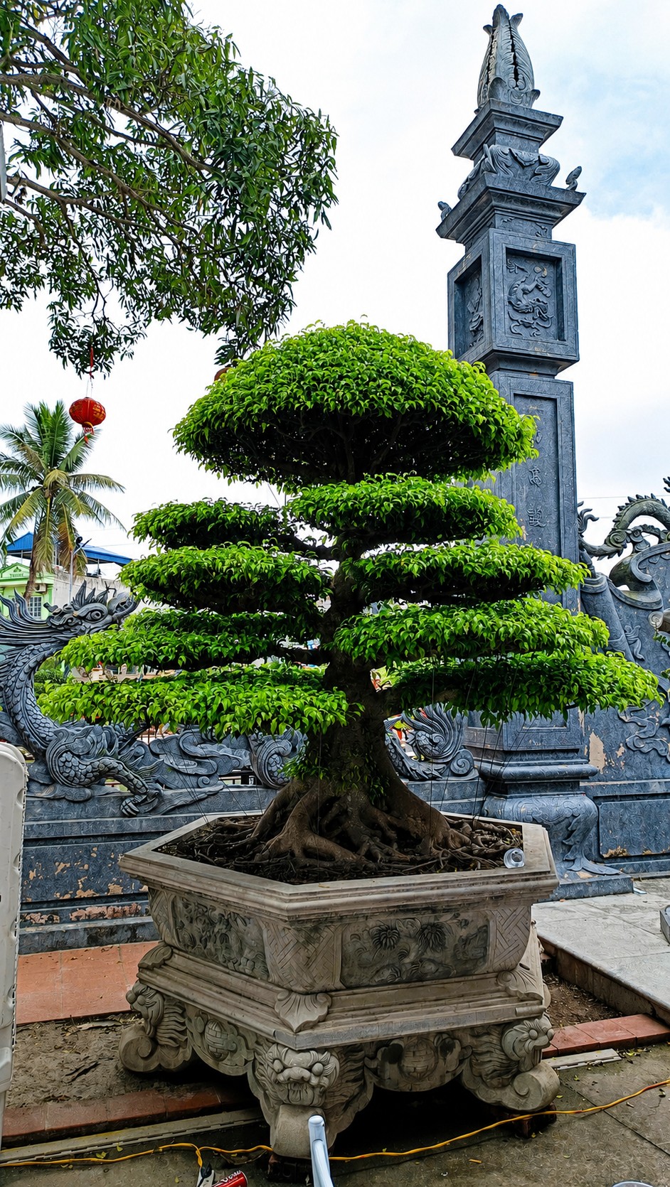 Từ Vị Khê đến Sa Đéc: Hành trình hình thành bản đồ kinh tế cây cảnh Việt Nam Từ Vị Khê đến Sa Đéc: Hành trình hình thành bản đồ kinh tế cây cảnh Việt Nam
