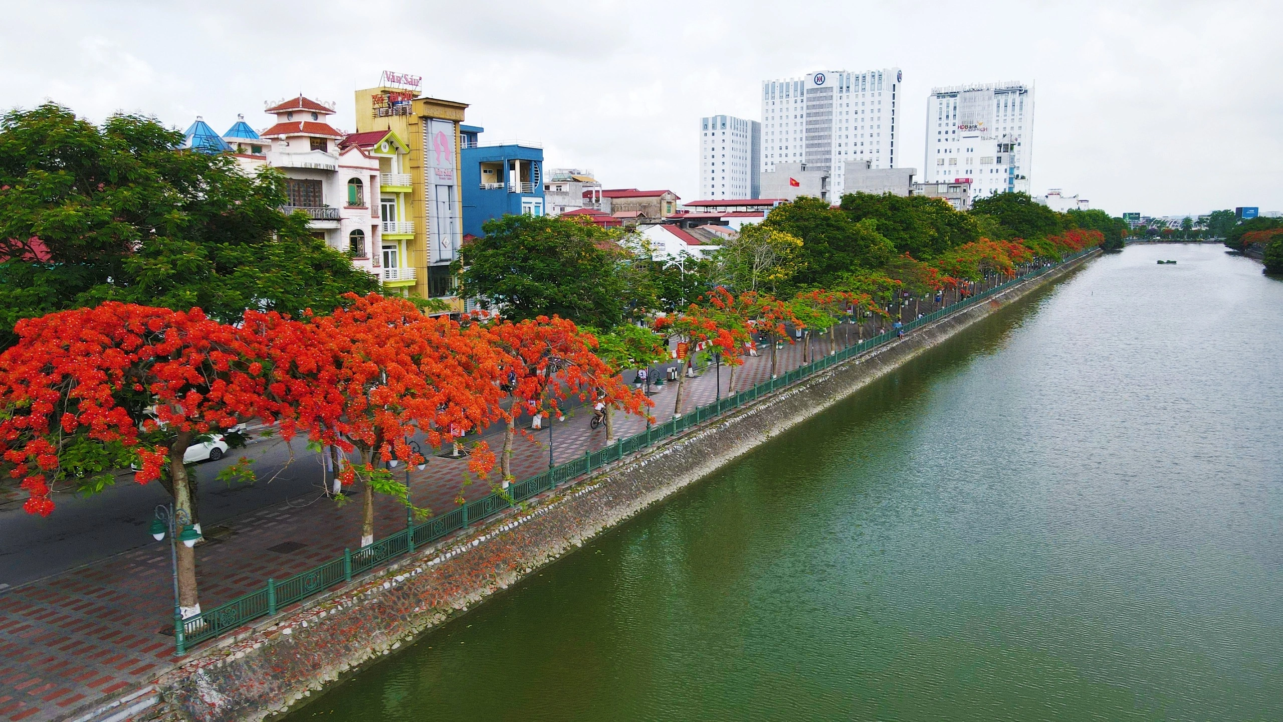 Vì sao nhiều nơi trồng phượng nhưng chỉ Hải Phòng trở thành “thành phố hoa phượng đỏ”?
