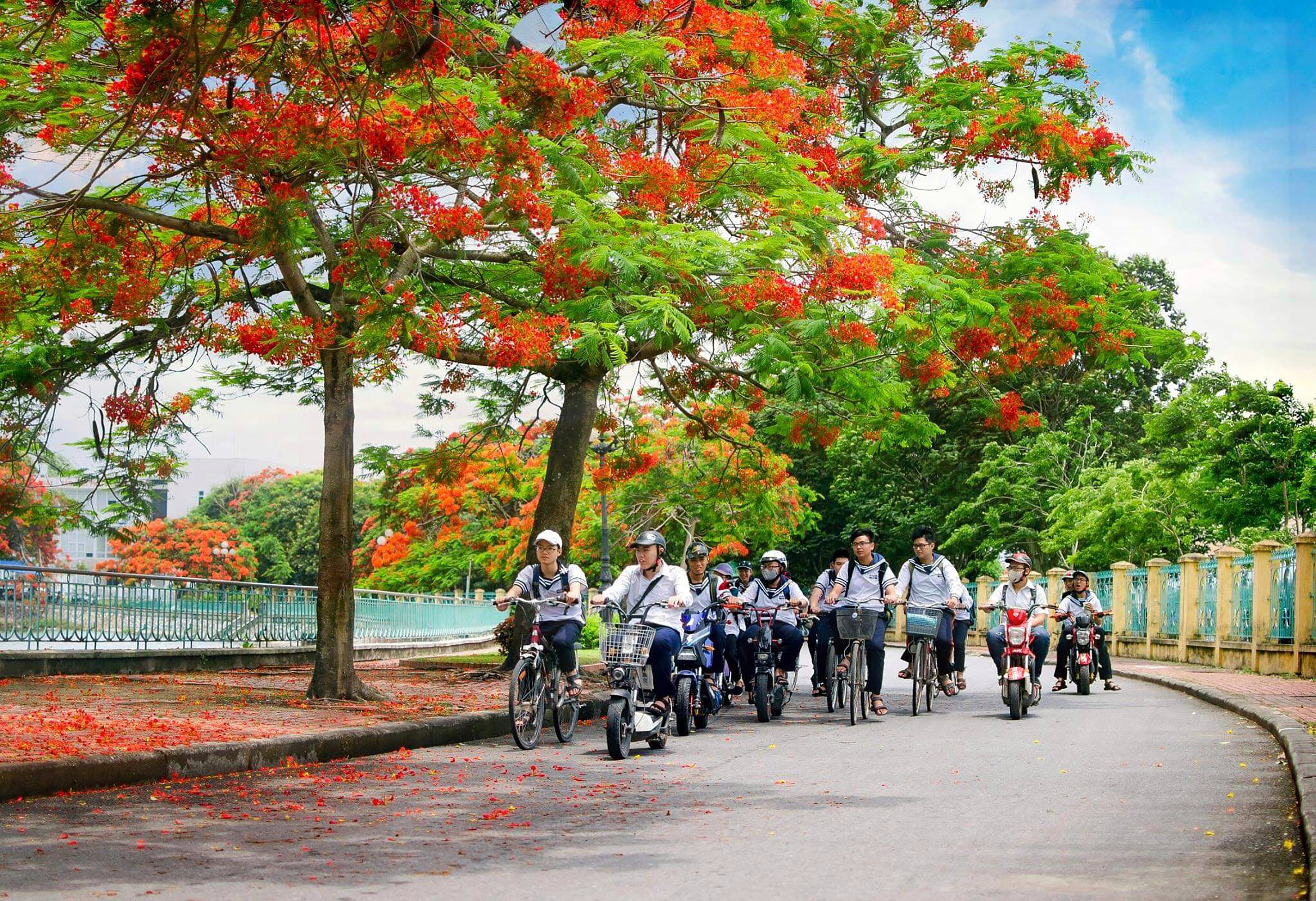 Vì sao nhiều nơi trồng phượng nhưng chỉ Hải Phòng trở thành “thành phố hoa phượng đỏ”?
