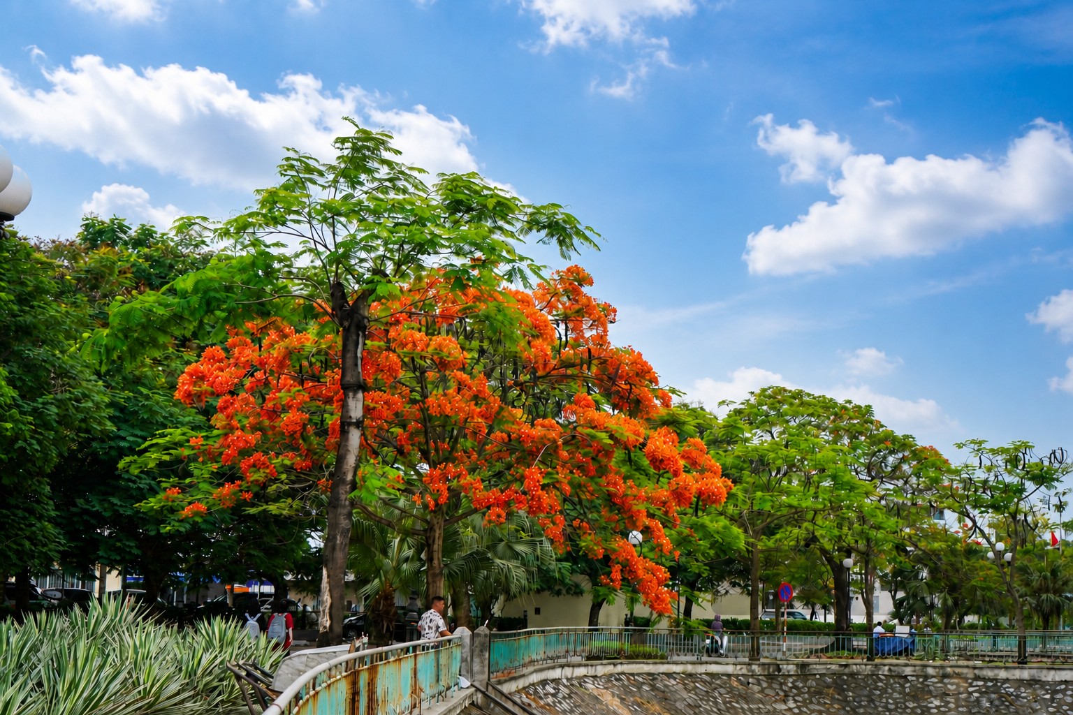 Vì sao nhiều nơi trồng phượng nhưng chỉ Hải Phòng trở thành “thành phố hoa phượng đỏ”?