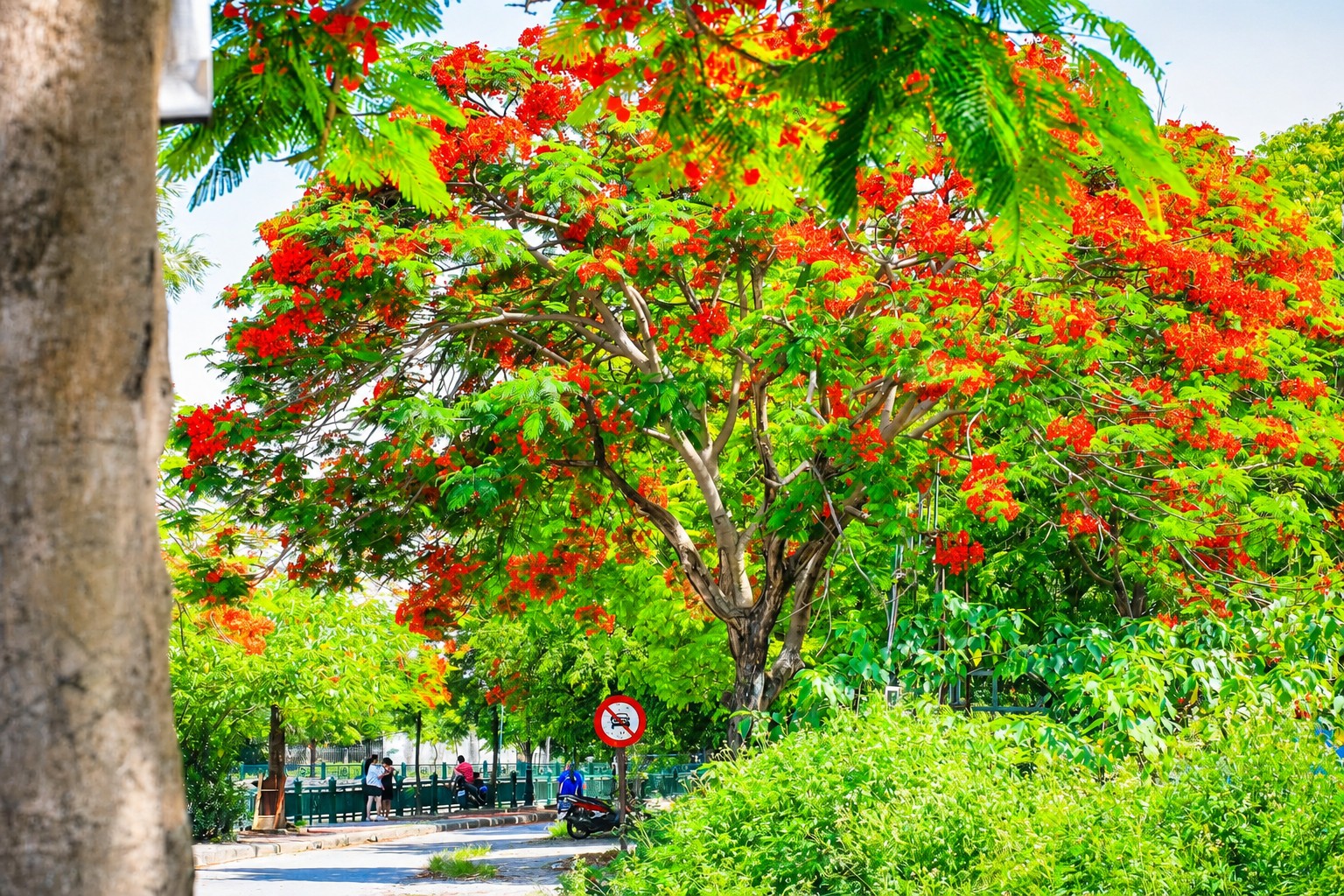 Vì sao nhiều nơi trồng phượng nhưng chỉ Hải Phòng trở thành “thành phố hoa phượng đỏ”?