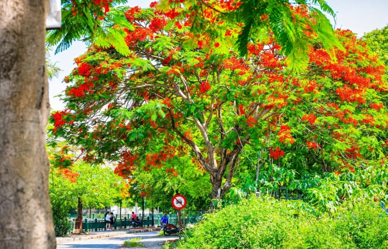 Vì sao nhiều nơi trồng phượng nhưng chỉ Hải Phòng trở thành “thành phố hoa phượng đỏ”?