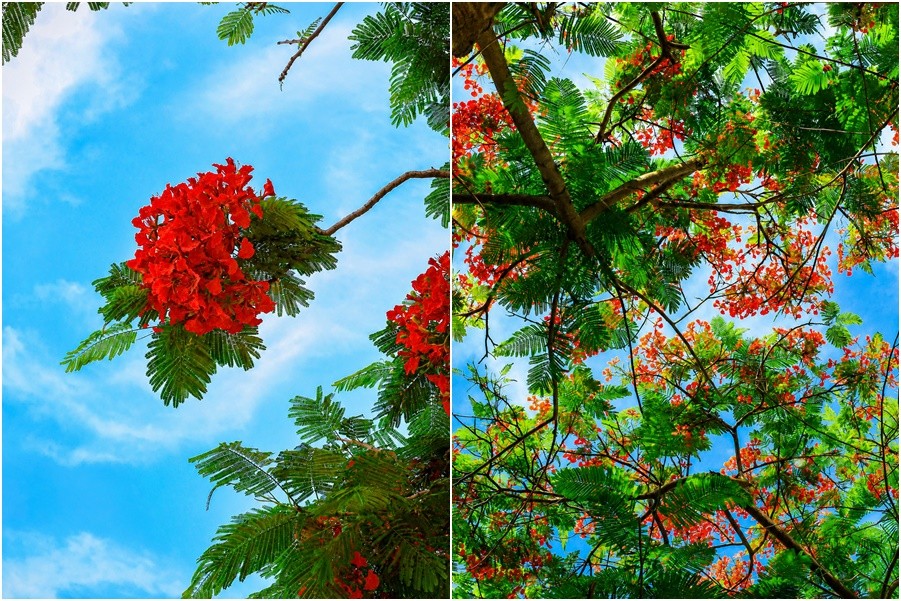 Vì sao nhiều nơi trồng phượng nhưng chỉ Hải Phòng trở thành “thành phố hoa phượng đỏ”?