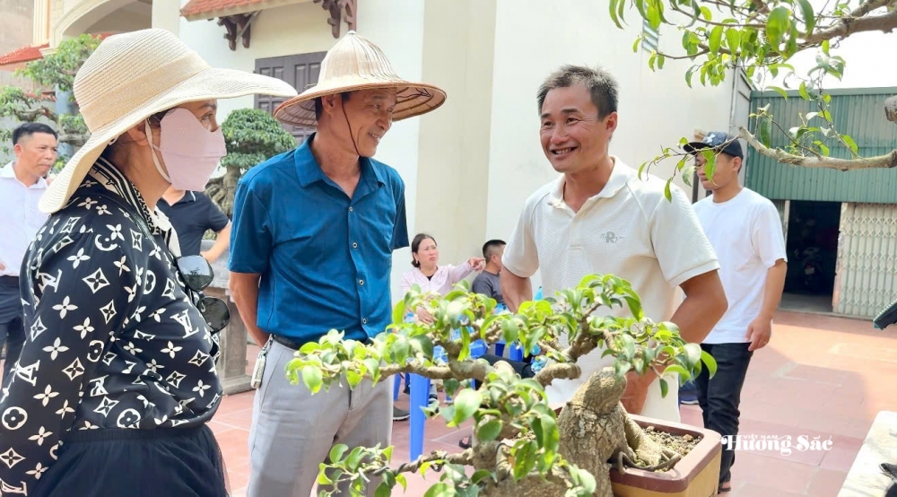 Tăng cường giao lưu, trao đổi kinh nghiệm nghệ thuật bonsai tại Hưng Yên Tăng cường giao lưu, trao đổi kinh nghiệm nghệ thuật bonsai tại Hưng Yên