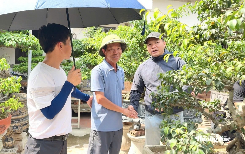 Tăng cường giao lưu, trao đổi kinh nghiệm nghệ thuật bonsai tại Hưng Yên Tăng cường giao lưu, trao đổi kinh nghiệm nghệ thuật bonsai tại Hưng Yên