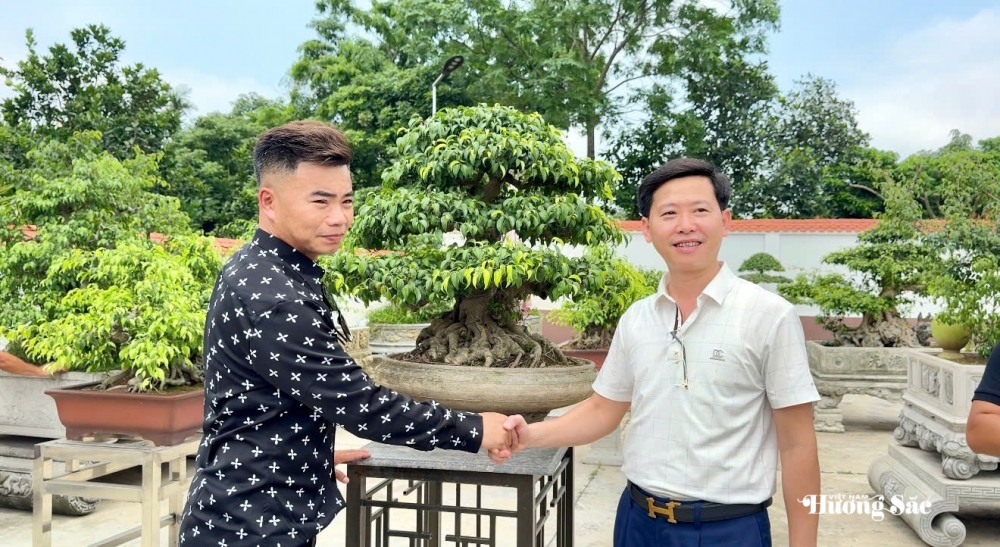 Tăng cường giao lưu, trao đổi kinh nghiệm nghệ thuật bonsai tại Hưng Yên Tăng cường giao lưu, trao đổi kinh nghiệm nghệ thuật bonsai tại Hưng Yên