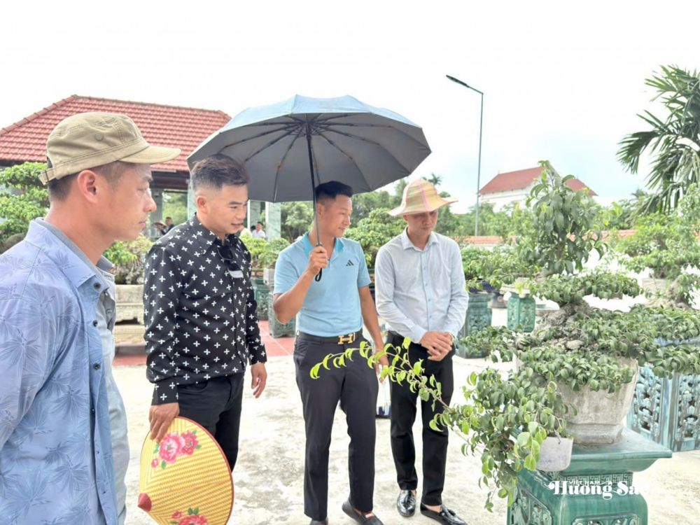Tăng cường giao lưu, trao đổi kinh nghiệm nghệ thuật bonsai tại Hưng Yên Tăng cường giao lưu, trao đổi kinh nghiệm nghệ thuật bonsai tại Hưng Yên