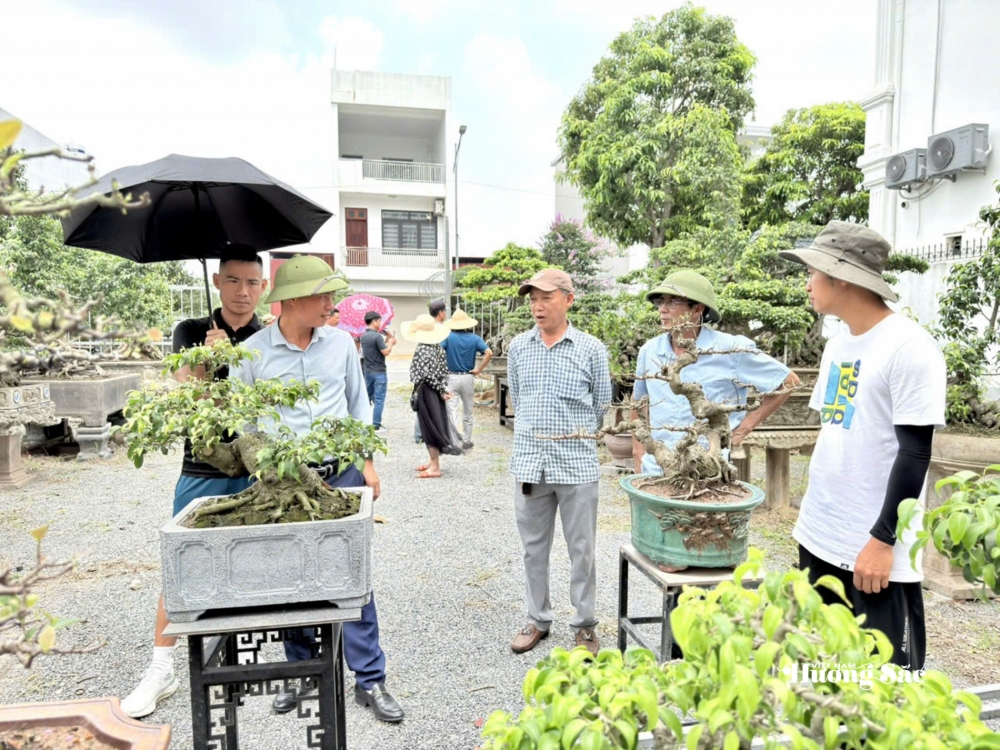 Tăng cường giao lưu, trao đổi kinh nghiệm nghệ thuật bonsai tại Hưng Yên Tăng cường giao lưu, trao đổi kinh nghiệm nghệ thuật bonsai tại Hưng Yên