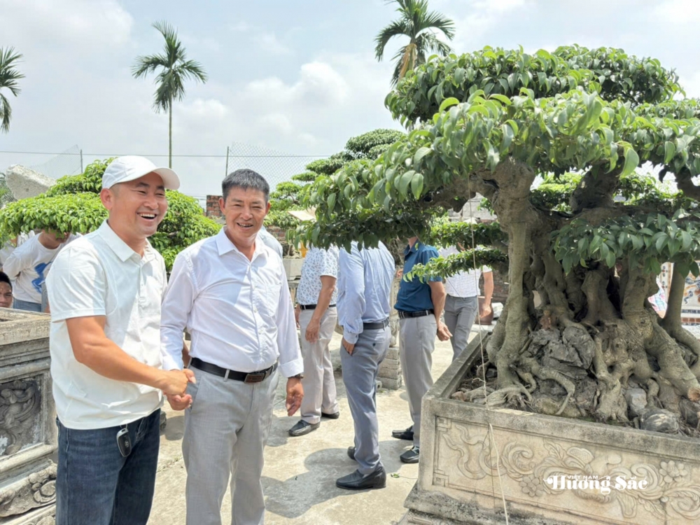 Tăng cường giao lưu, trao đổi kinh nghiệm nghệ thuật bonsai tại Hưng Yên Tăng cường giao lưu, trao đổi kinh nghiệm nghệ thuật bonsai tại Hưng Yên