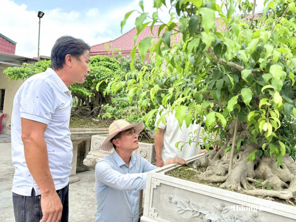 Tăng cường giao lưu, trao đổi kinh nghiệm nghệ thuật bonsai tại Hưng Yên Tăng cường giao lưu, trao đổi kinh nghiệm nghệ thuật bonsai tại Hưng Yên