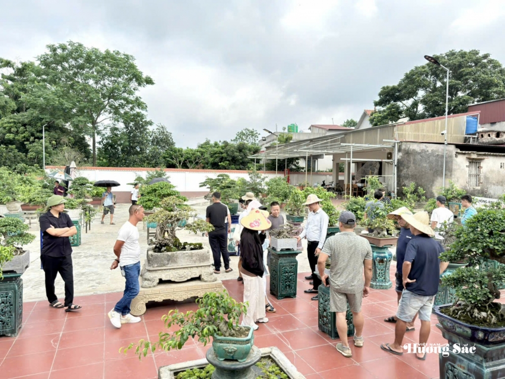 Tăng cường giao lưu, trao đổi kinh nghiệm nghệ thuật bonsai tại Hưng Yên Tăng cường giao lưu, trao đổi kinh nghiệm nghệ thuật bonsai tại Hưng Yên