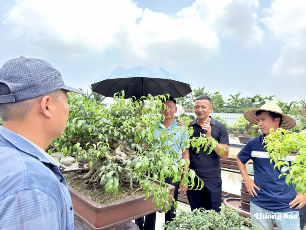 Tăng cường giao lưu, trao đổi kinh nghiệm nghệ thuật bonsai tại Hưng Yên Tăng cường giao lưu, trao đổi kinh nghiệm nghệ thuật bonsai tại Hưng Yên