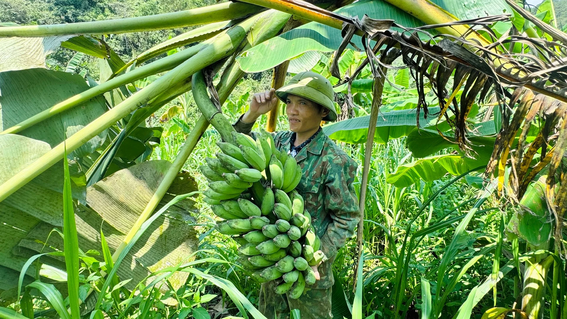 Trồng chuối Thái trên đất đồi, nông dân Hà Tĩnh thu hàng trăm triệu đồng mỗi ha Trồng chuối Thái trên đất đồi, nông dân Hà Tĩnh thu hàng trăm triệu đồng mỗi ha