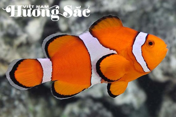 Đại dương trong phòng khách: Nghệ thuật từ những rạn san hô Đại dương trong phòng khách: Nghệ thuật từ những rạn san hô