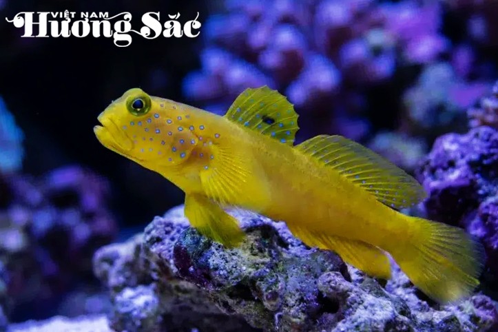 Đại dương trong phòng khách: Nghệ thuật từ những rạn san hô Đại dương trong phòng khách: Nghệ thuật từ những rạn san hô