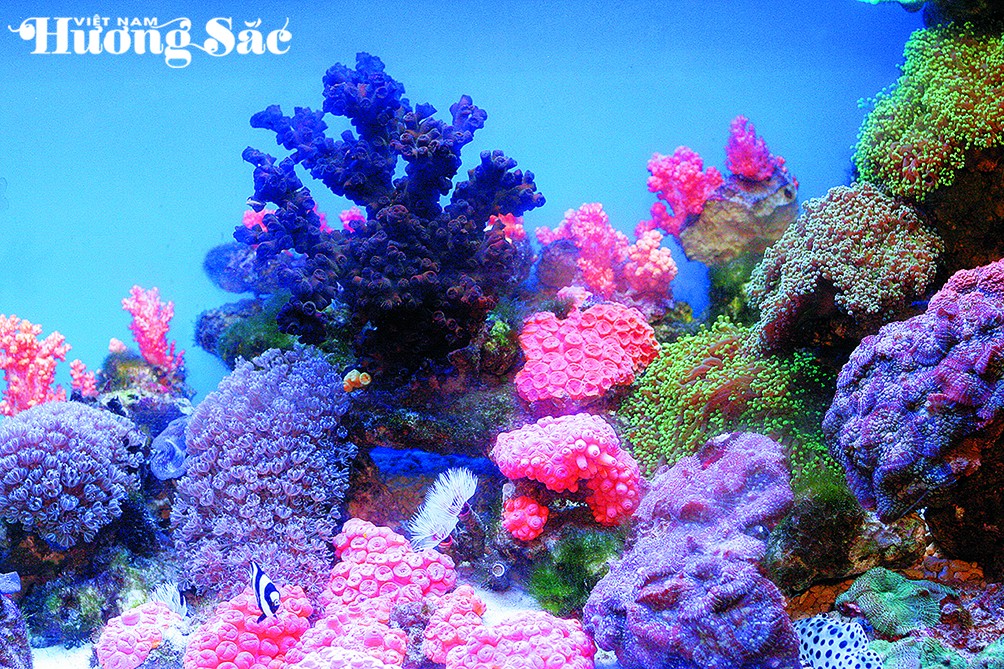Đại dương trong phòng khách: Nghệ thuật từ những rạn san hô Đại dương trong phòng khách: Nghệ thuật từ những rạn san hô