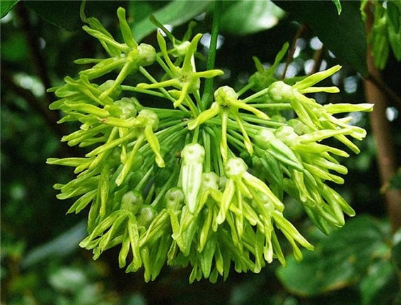 Giàn thiên lý muốn sai hoa, đừng bỏ qua cách hái và tỉa lá