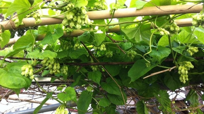 Giàn thiên lý muốn sai hoa, đừng bỏ qua cách hái và tỉa lá